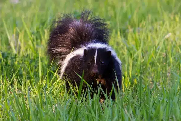 Skunk_Removal_Calgary Skunk Removal Calgary