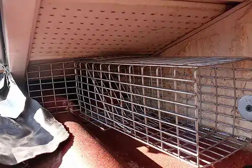 wildlife trap small wildlife trap small