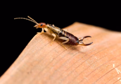 earwig earwig
