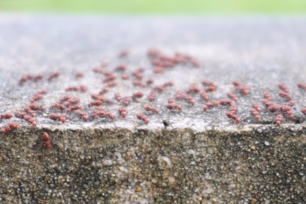 pavement ants ant control calgary