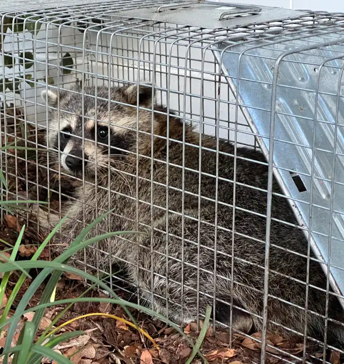 raccoon humane trapping removal calgary by the pest control guy raccoon humane trapping removal Calgary by the pest control guy