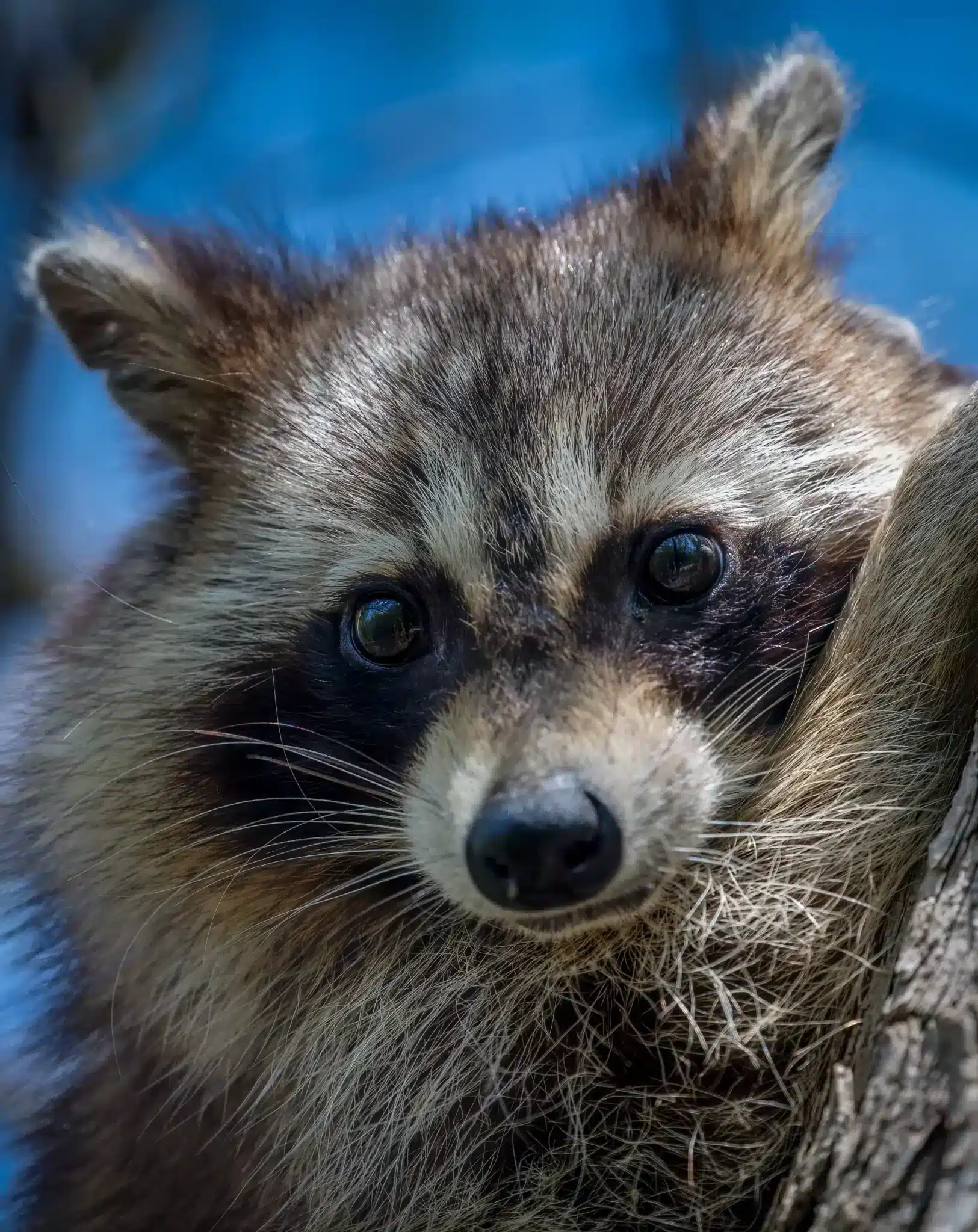raccoon removal calgary by the pest control guy raccoon removal Calgary by the pest control guy