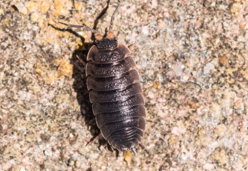 sowbug sowbug extermination calgary and airdrie