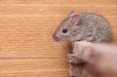 brown mouse in front of brown wall in home, illustrating the need for pest control services