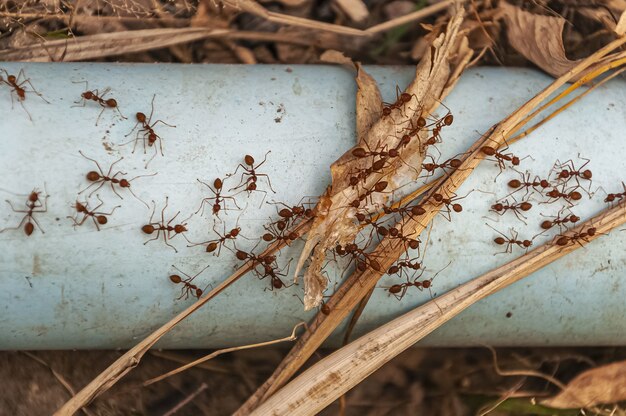 How professional exterminators identify and access ant nests