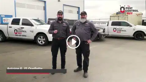 Who Pest Control Is Who is the Pest Control Guy