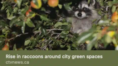 ctv raccoons CTV News Raccoons in Calgary