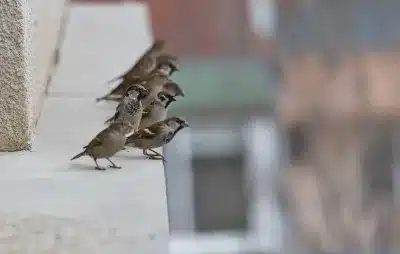Sparrows on a roof, a common bird problem that pest control can remove